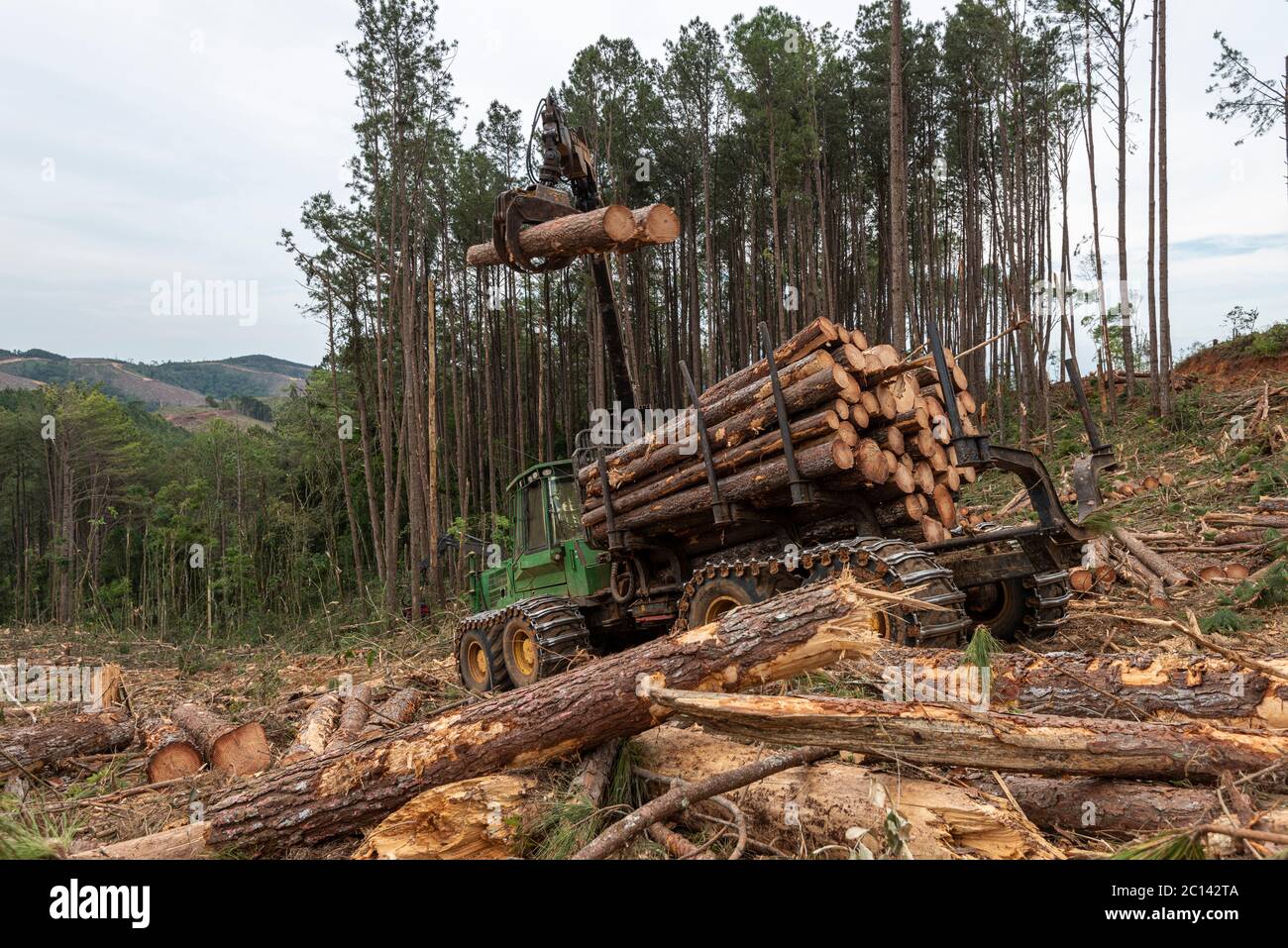 le bras oscillant du chargeur de grumes sur la forêt de pins en cours de travail Banque D'Images