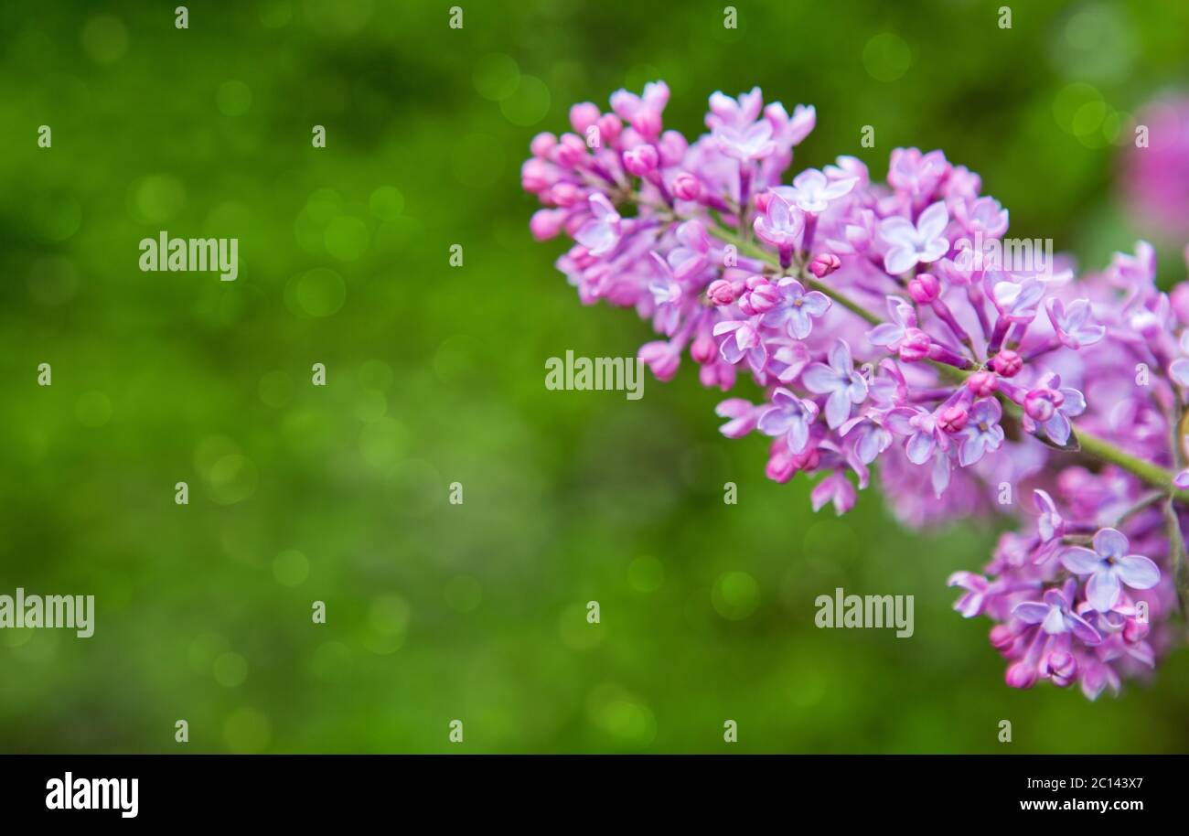 Fleurs de lilas isolées sur vert. Banque D'Images