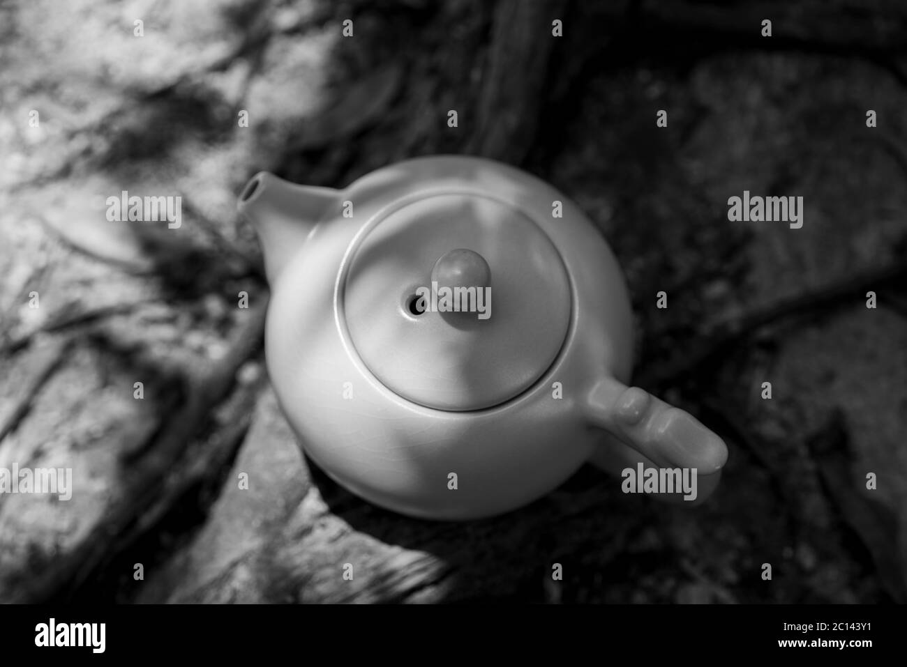 Culture du thé, gros plan extérieur de la théière. Vue à l'horizon de la théière en noir et blanc. Banque D'Images