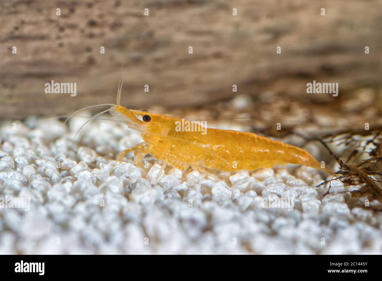 Gros plan de crevettes d'eau douce dans un aquarium (genre Neocaridina) Banque D'Images