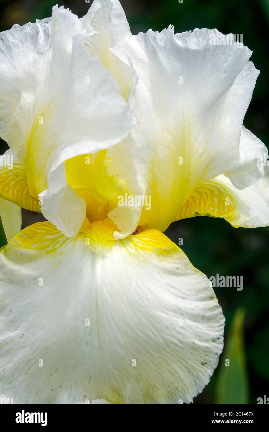 Grand iris barbu « Roi soleil » Banque D'Images