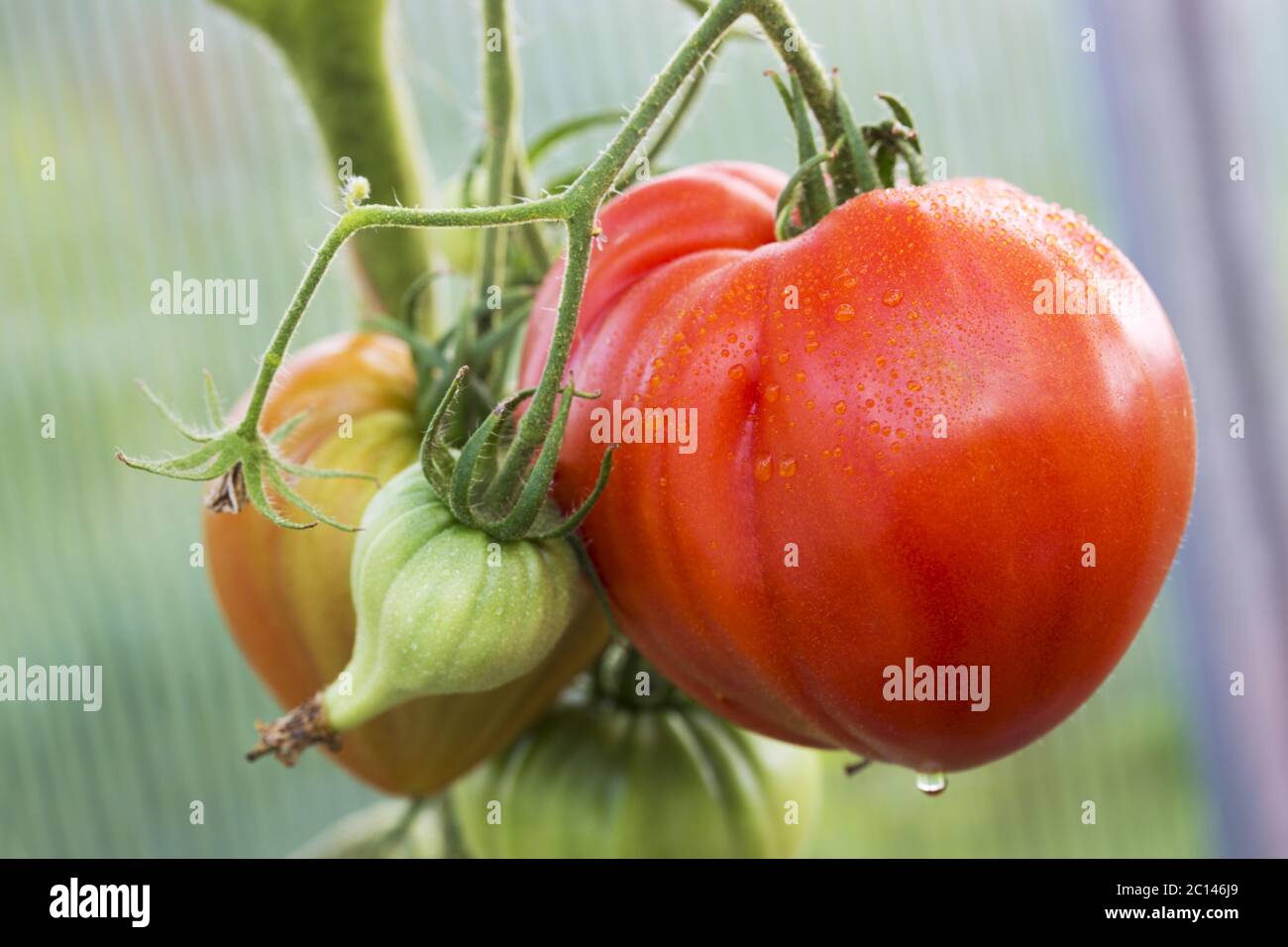 Tomates géantes coeur de taureau en croissance sur la branche. Banque D'Images