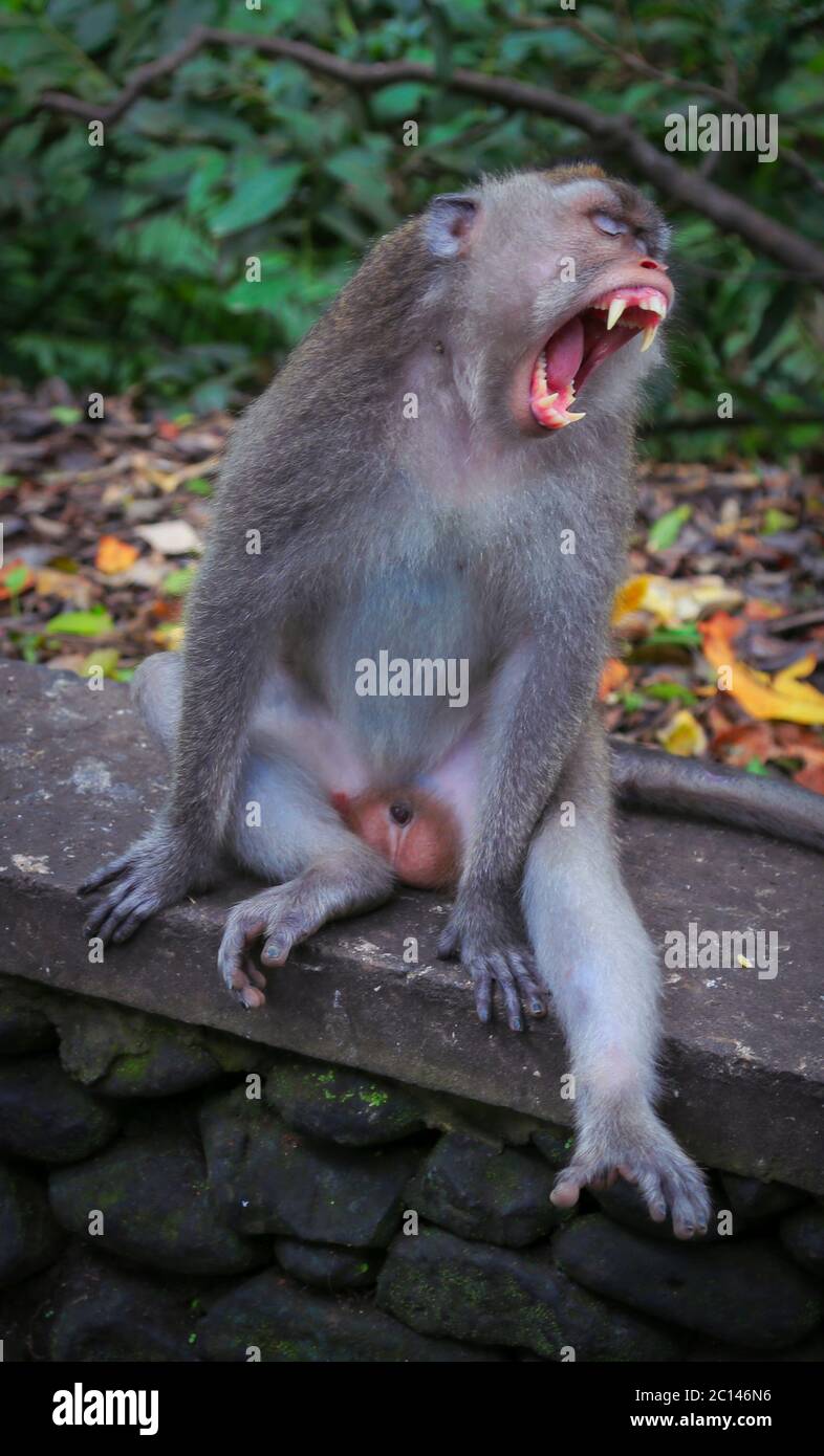Monkey ferme les yeux et a un grand bâillement montrant les dents et l'étirement en même temps. Banque D'Images