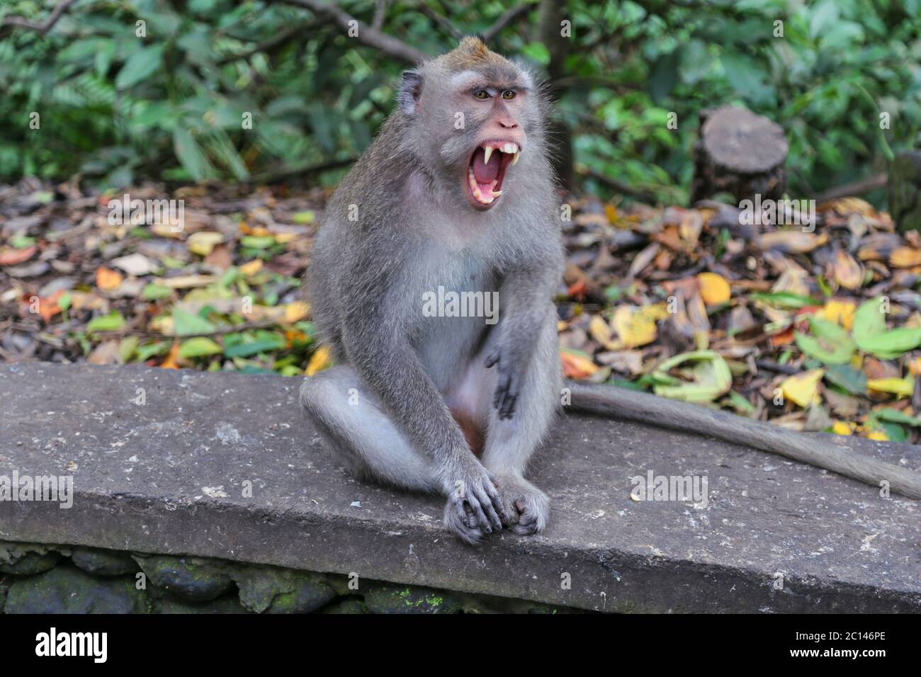 Le singe macaque se met en colère et montre des dents. Banque D'Images