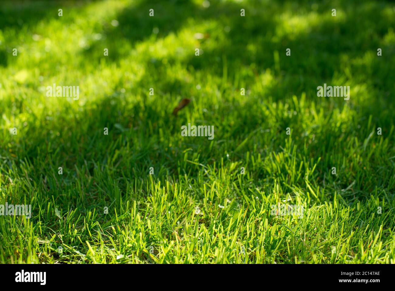 Sous le soleil éclatant. Abstract natural origines. Frais vert printemps l'herbe sur la pelouse avec l'attention sélective bokeh flou Banque D'Images