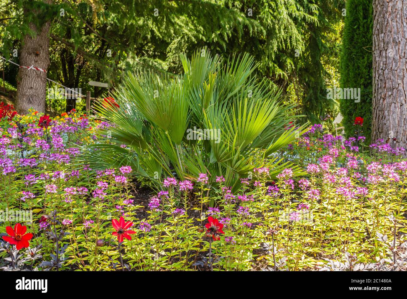 Jardin fleuri fleuri avec variété de fleurs de printemps et de prats dans le Tyrol du Sud, Trentin-Haut-Adige, le nord de l'Italie Banque D'Images