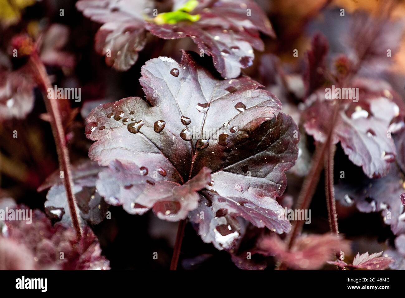 Heuchera 'Beauté noire', Heuchera feuilles gouttes Heucheras Banque D'Images