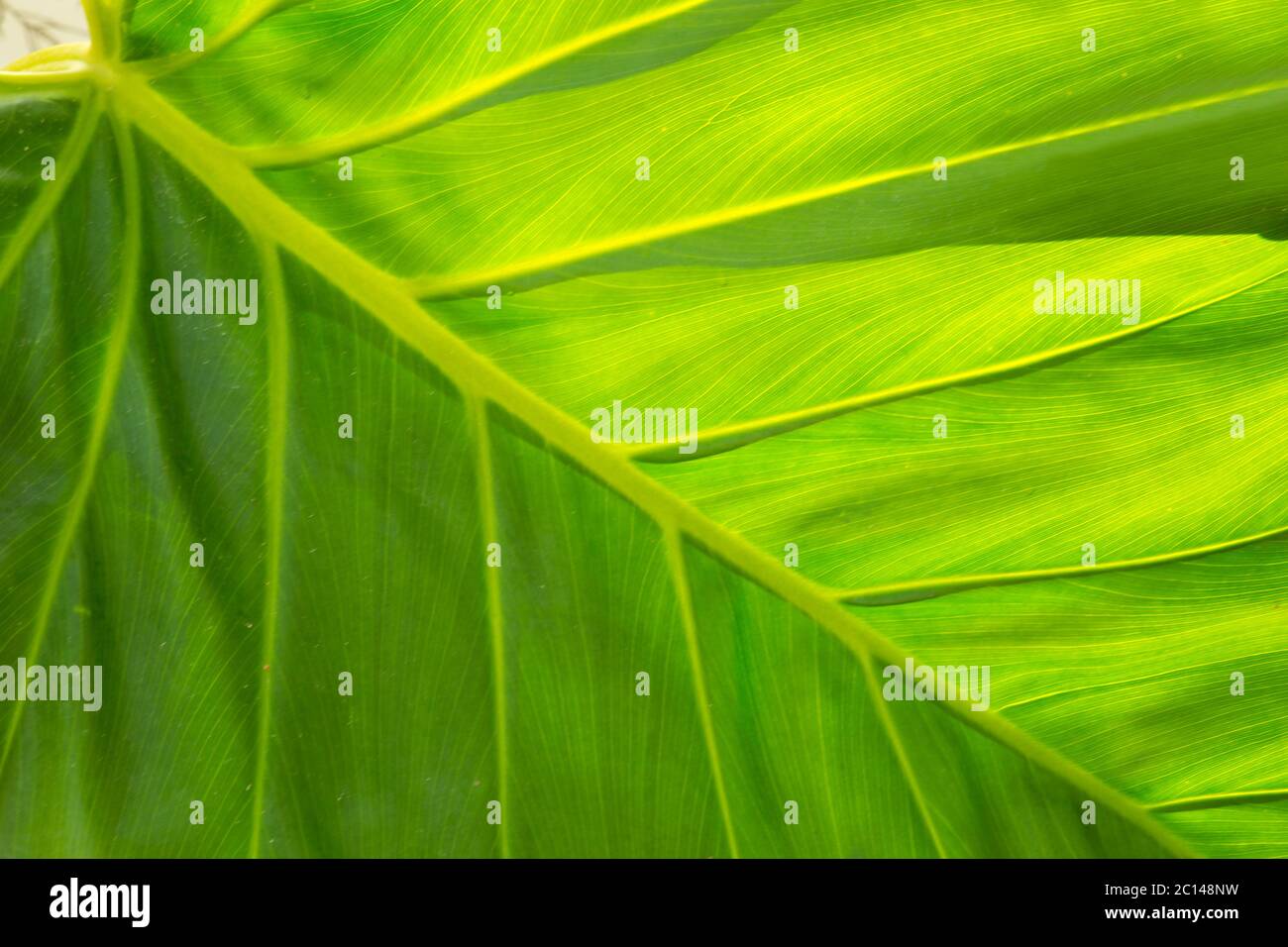 Close up of green leaf texture. Banque D'Images