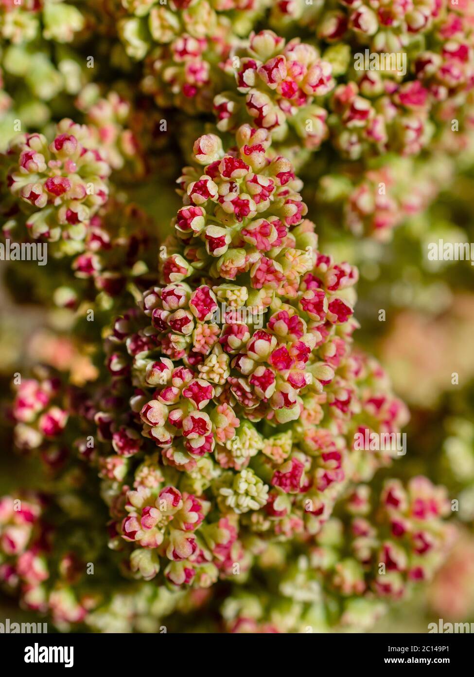 Rhubarb plante floraison et production de graines. Banque D'Images