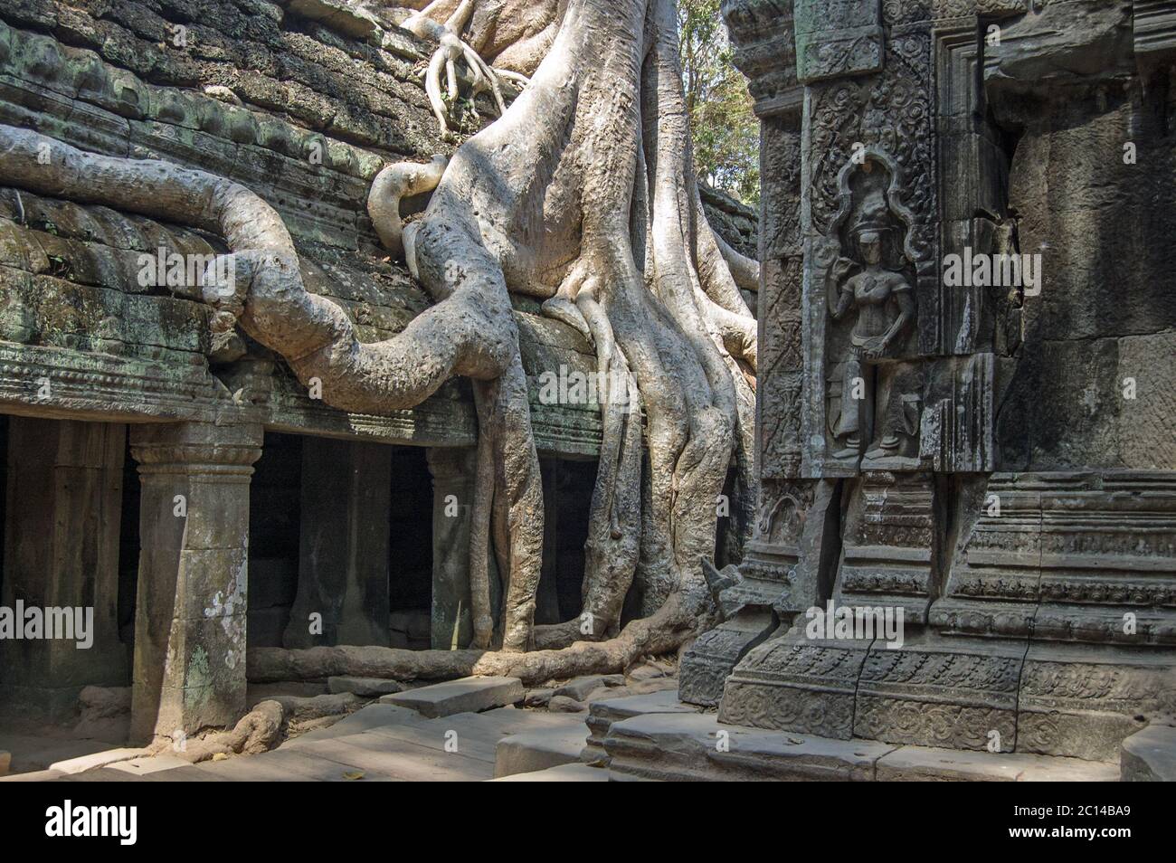 Ta Prohm temple à Angkor, Cambodge. Ruines anciennes avec un kapok, Ceiba pentandra, qui pousse sur elle. Banque D'Images