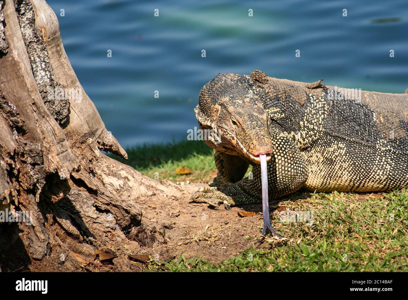 Big Lizard close up Banque D'Images