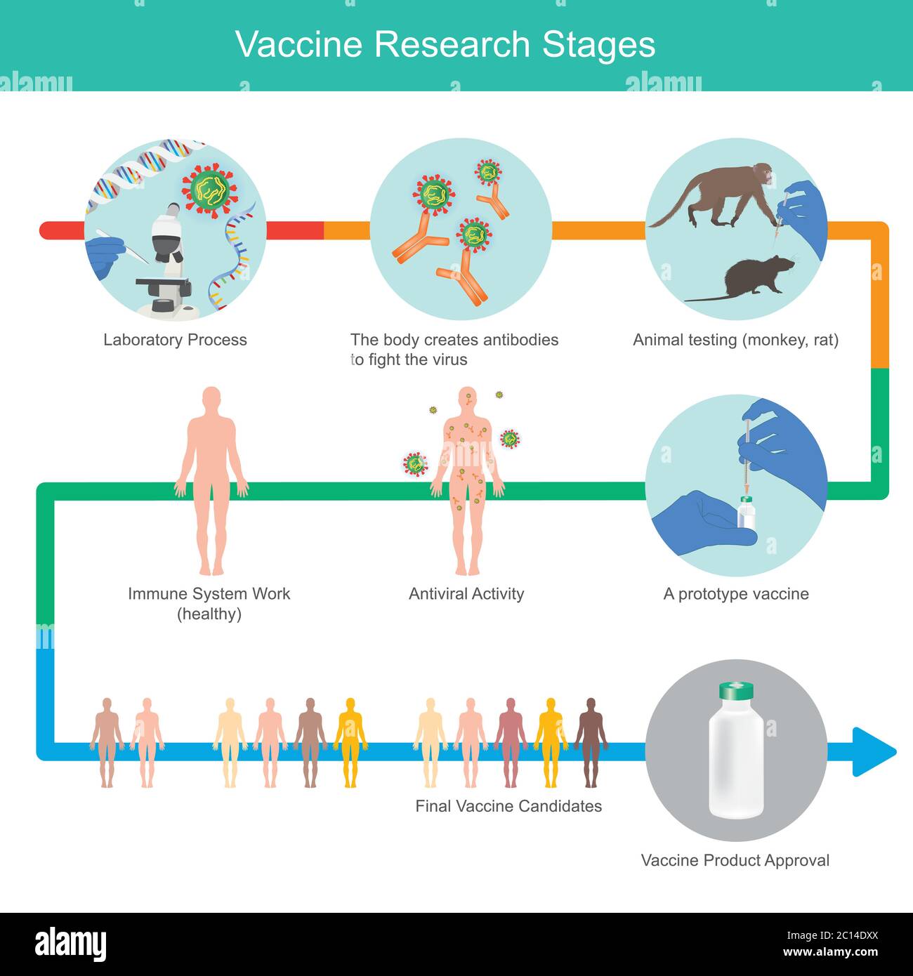 Étapes de recherche sur les vaccins. Illustration expliquer les étapes de développement d'un vaccin d'immunité pour combattre le coronavirus, par injection de vaccin dans le singe animal an Illustration de Vecteur
