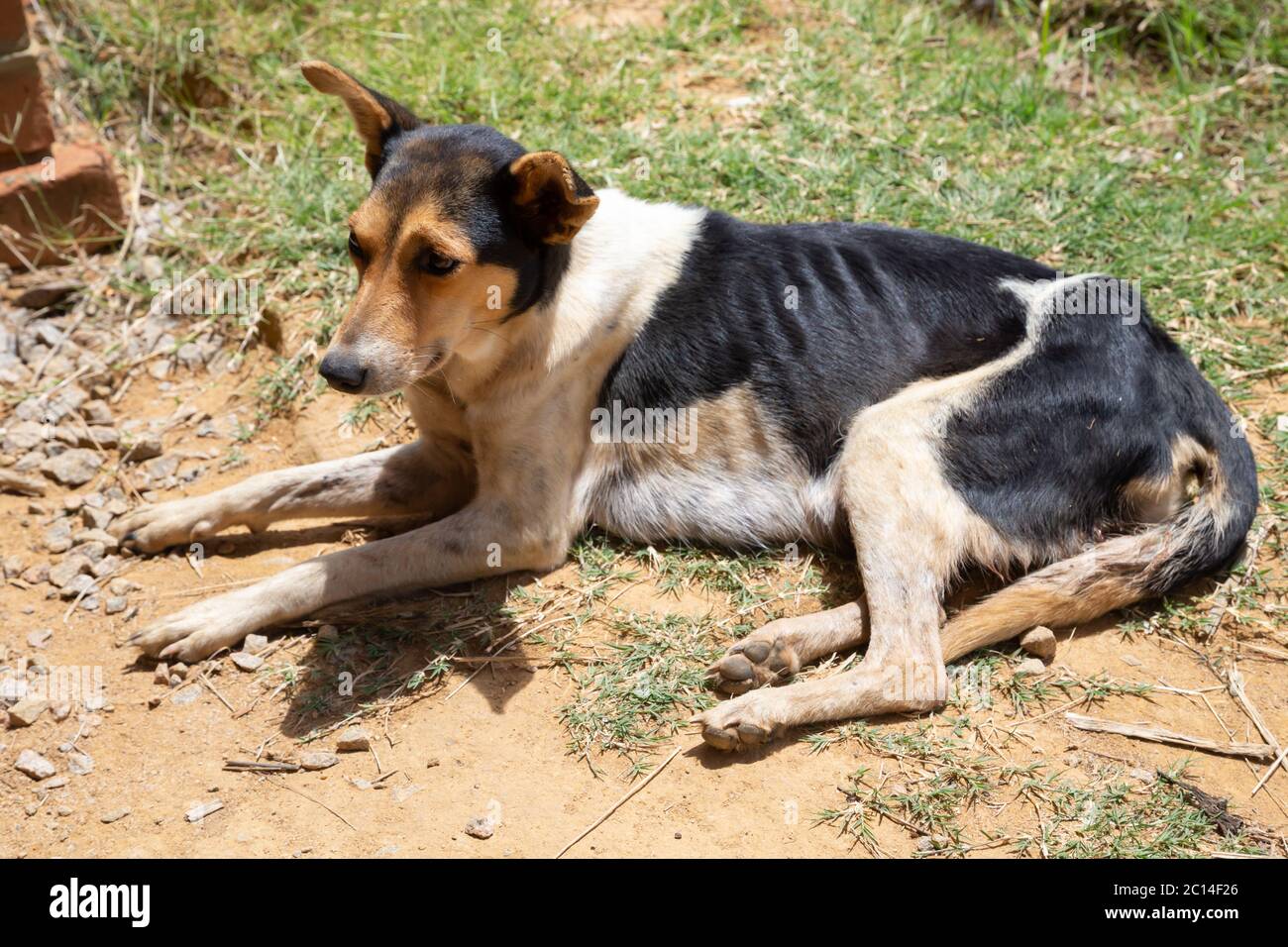 Un chien de rue sur l'île de Madagascar Banque D'Images