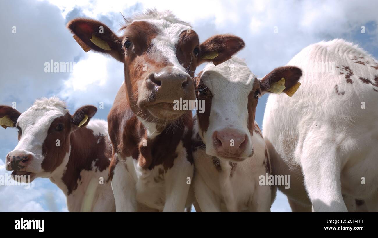 Trois veaux blancs rouges regardant dans la caméra à un ciel bleu avec des nuages Banque D'Images