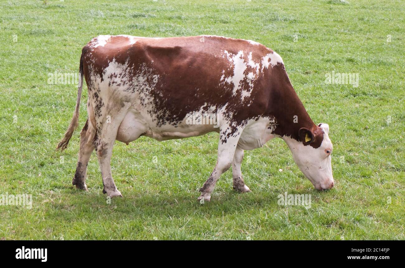 Vache rouge et blanche qui broutage dans un pré vert Banque D'Images