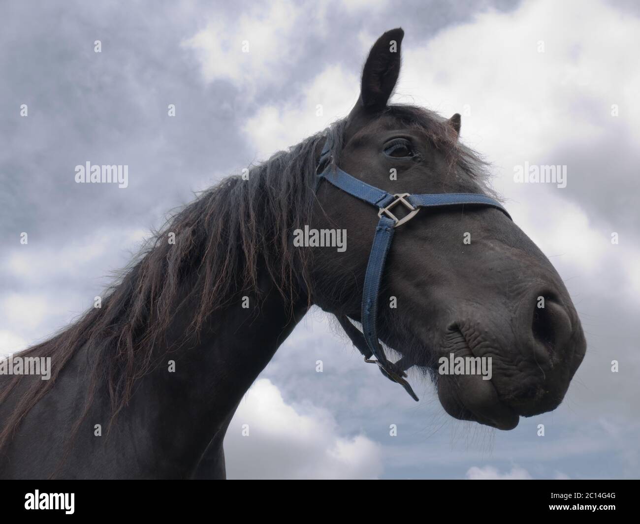 Tête d'un cheval de Frise noir avec un halter bleu contre un ciel nuageux Banque D'Images