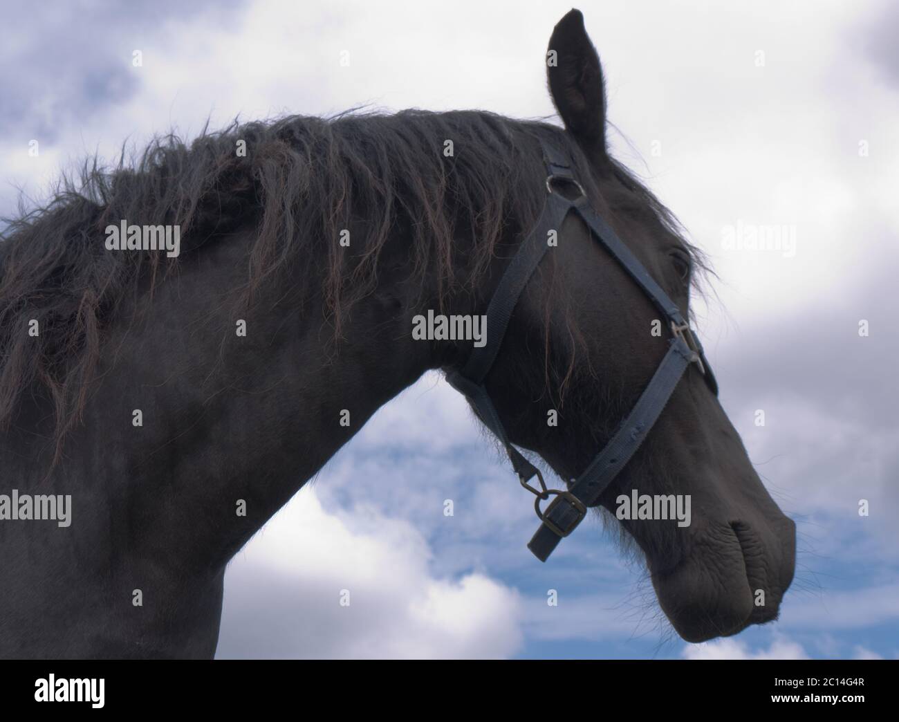 Tête d'un cheval de Frise noir avec un halter bleu contre un ciel nuageux Banque D'Images