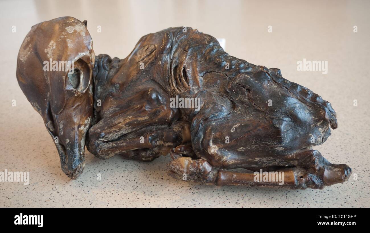Embryon momifié d'un veau, un fœtus qui est mort dans l'utérus d'une vache et qui s'est mumifié dans le corps de la mère au fil du temps Banque D'Images