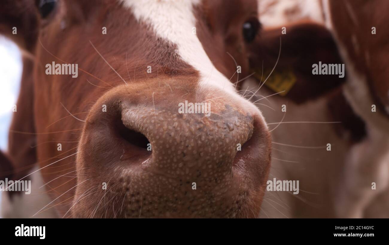 Nez d'une vache rouge et blanche, gros plan, gros plan sur le nez Banque D'Images