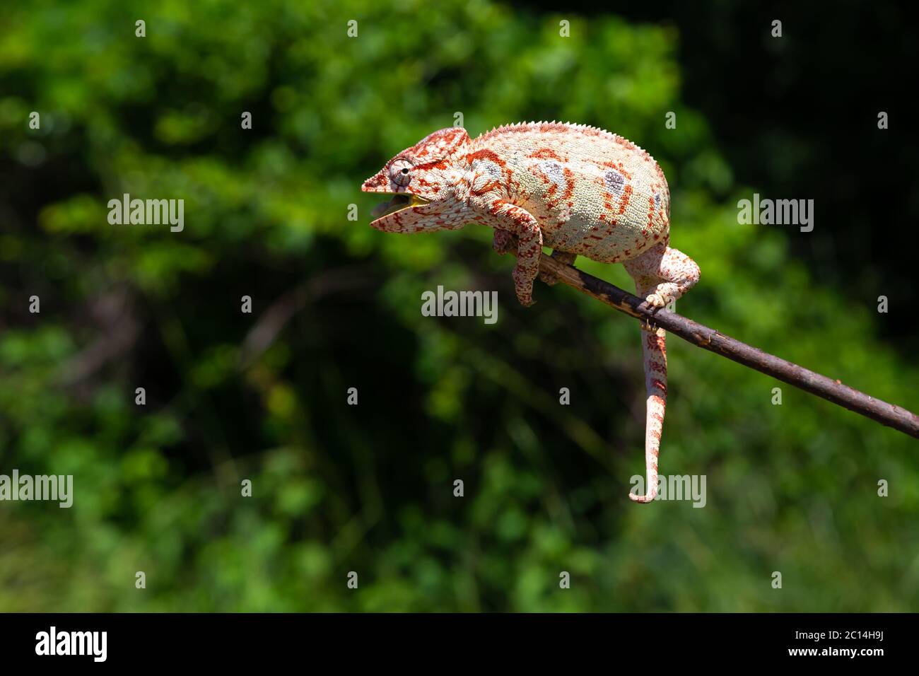 Un caméléon sur une branche avec des feuilles vertes Banque D'Images