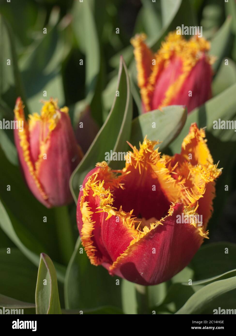Tulipes rouges avec un bord supérieur dentelé jaune le long des pétales. Arrière-plan vert flou avec des feuilles Banque D'Images