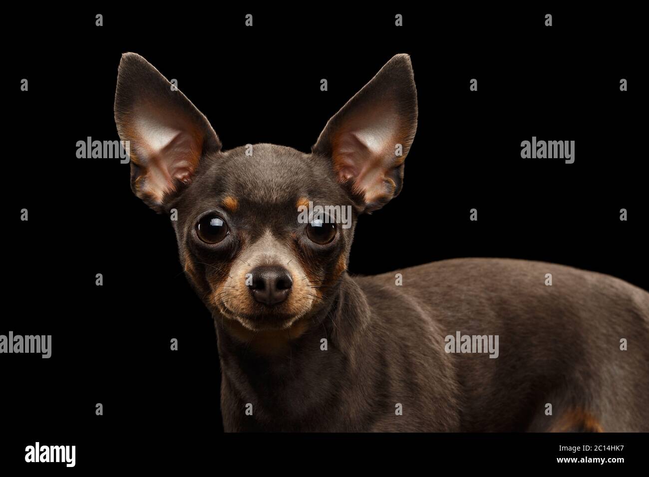 Gros plan Portrait de la petite étare de chien Terrier sur fond noir isolé Banque D'Images