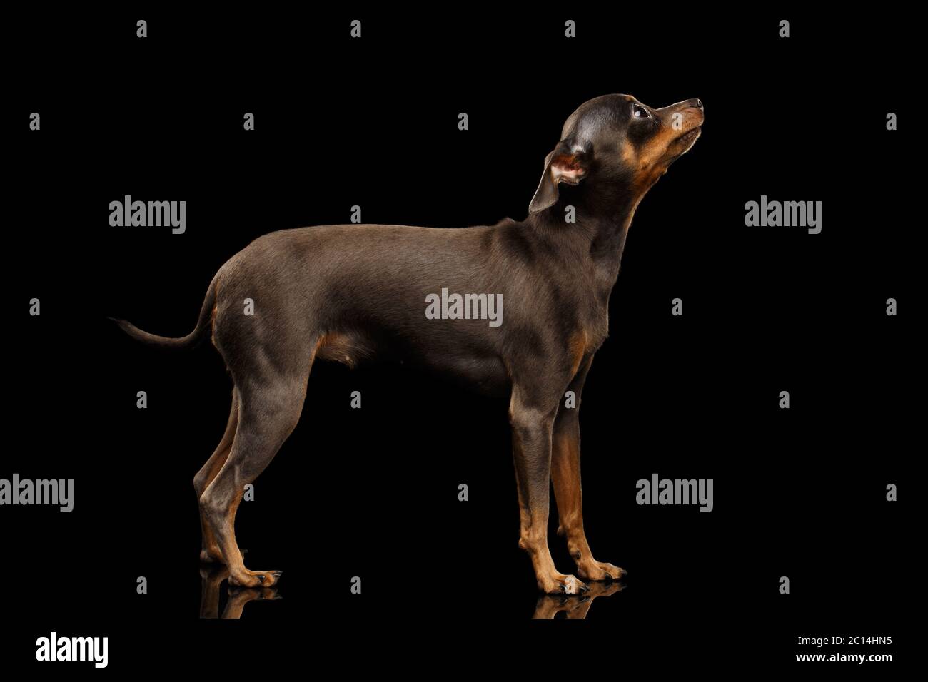 Little Dog Toy Terrier, debout sur un arrière-plan noir isolé, regardant vers le haut, vue latérale Banque D'Images