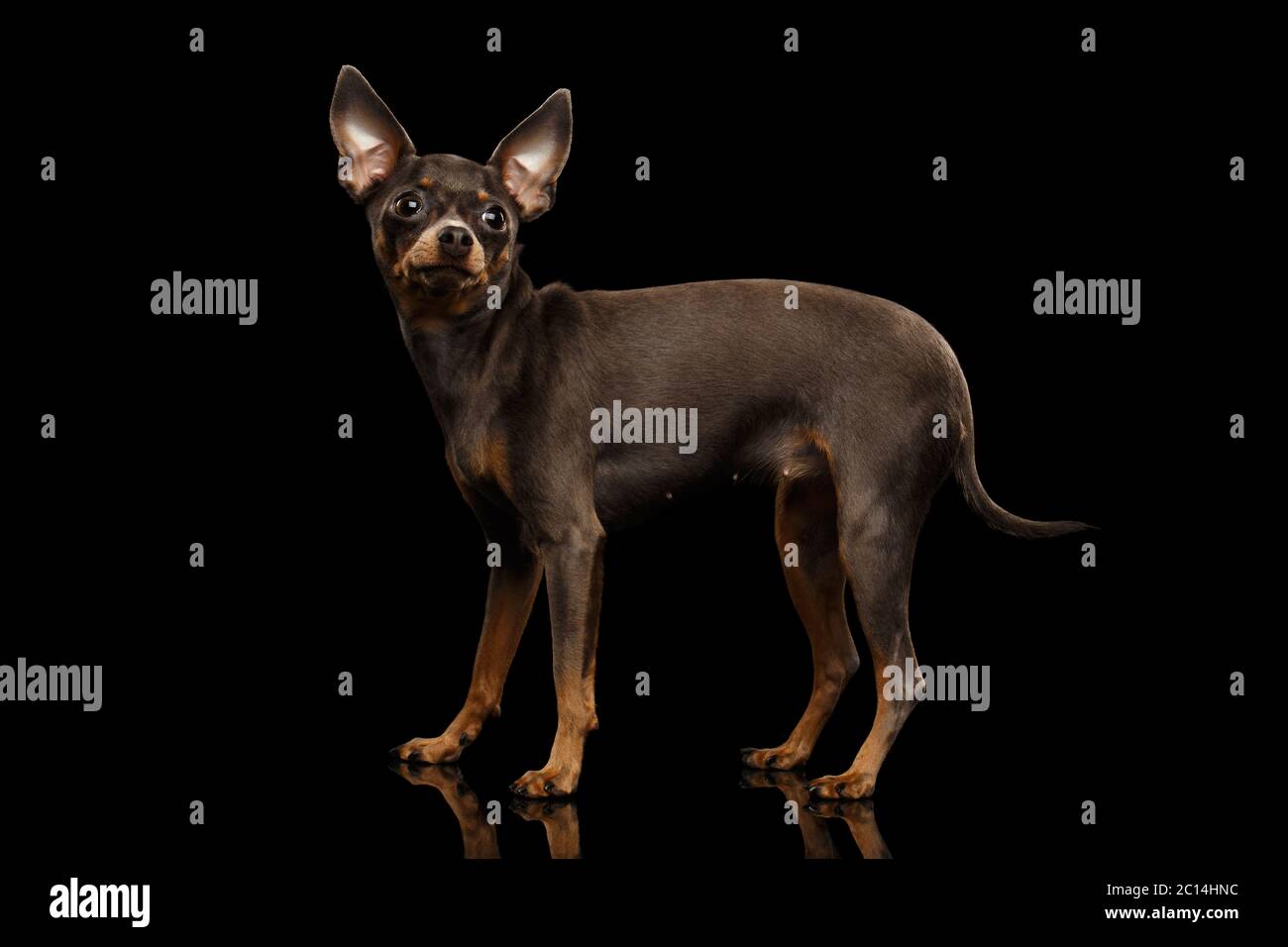 Little Dog Toy Terrier, sur fond noir isolé, vue latérale Banque D'Images