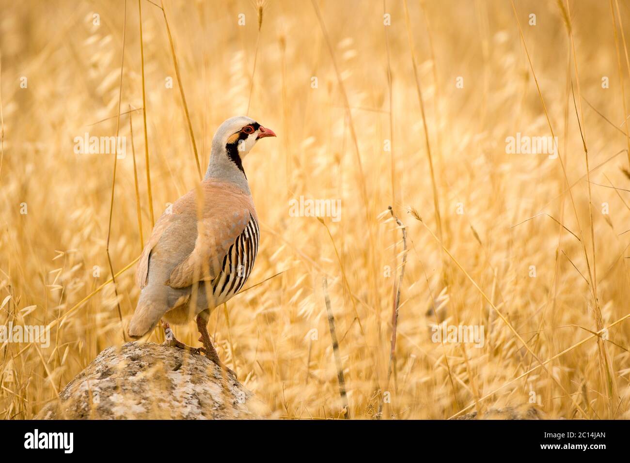 Chukar Partridge ou Chukar (Alectoris chukar) photographié en Israël en juin Banque D'Images