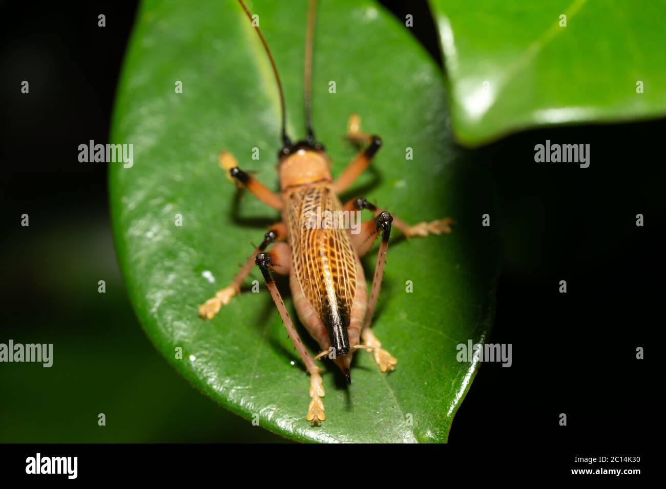 L'espèce autochtone d'insectes dans la forêt tropicale Banque D'Images