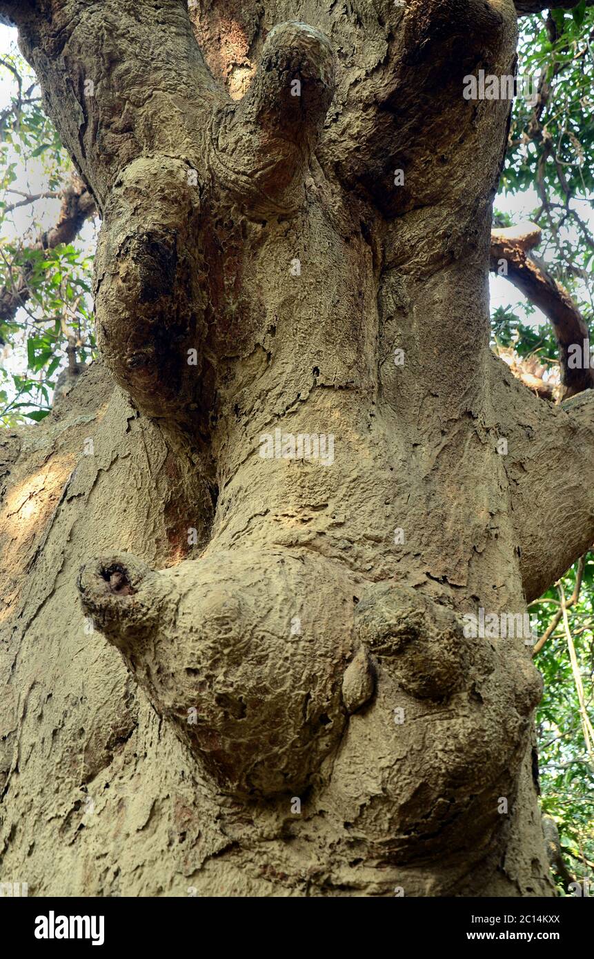 Bot gach Banque de photographies et d’images à haute résolution - Alamy