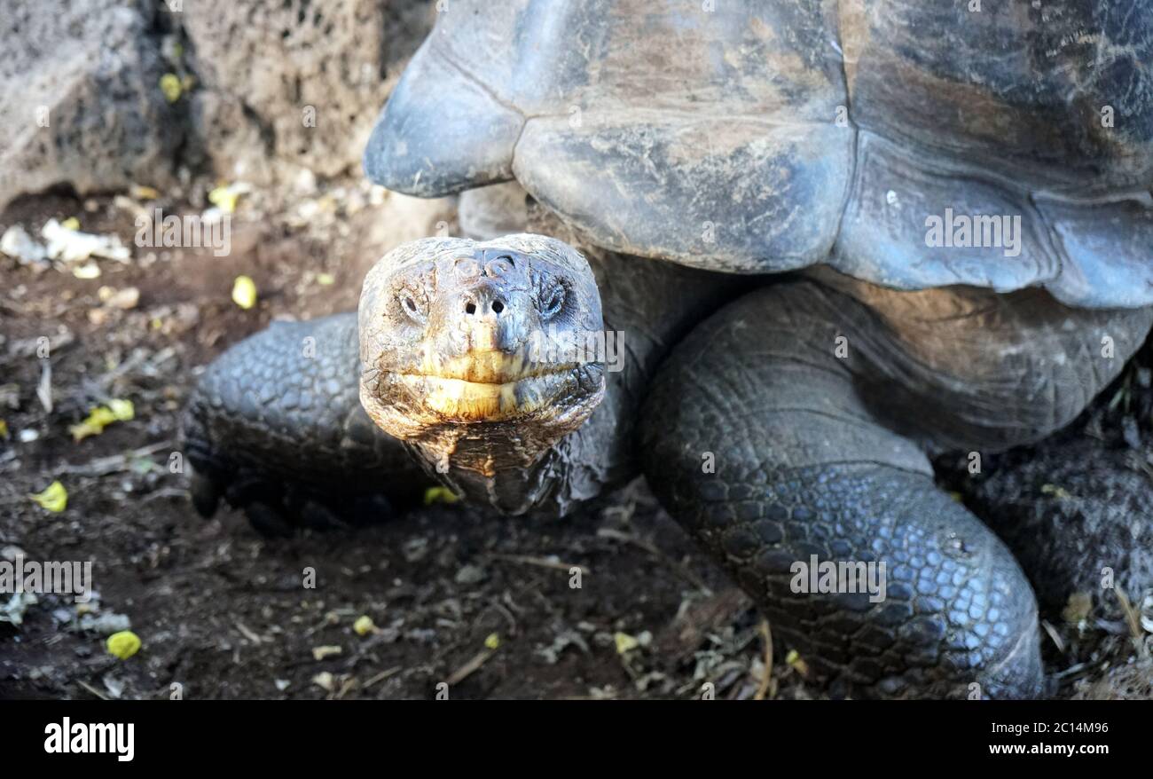grande tortue terrestre à la gare charles darwin, galapagos Banque D'Images