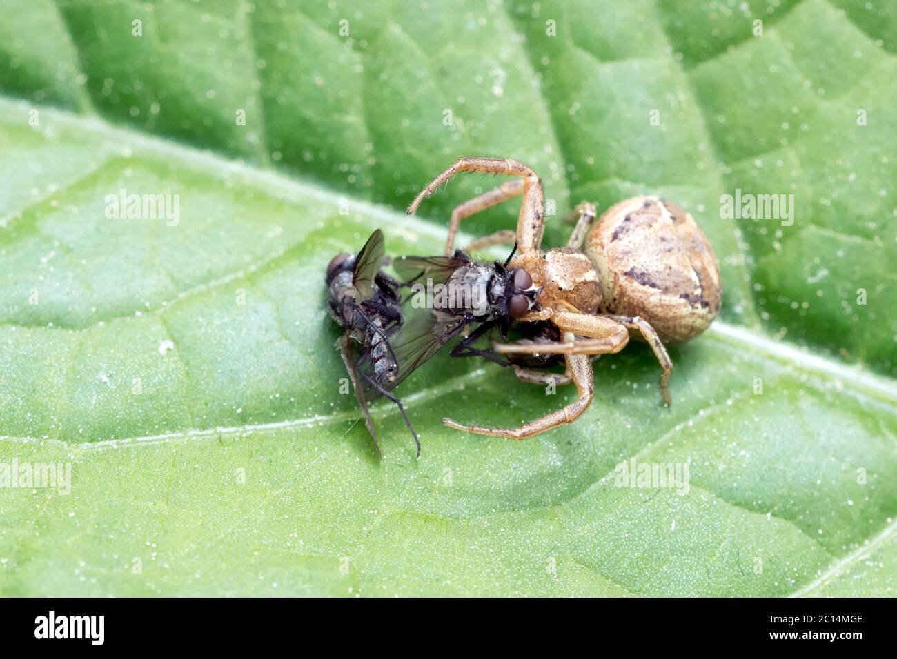 Araignée brune avec mouches capturées sur une feuille Banque D'Images