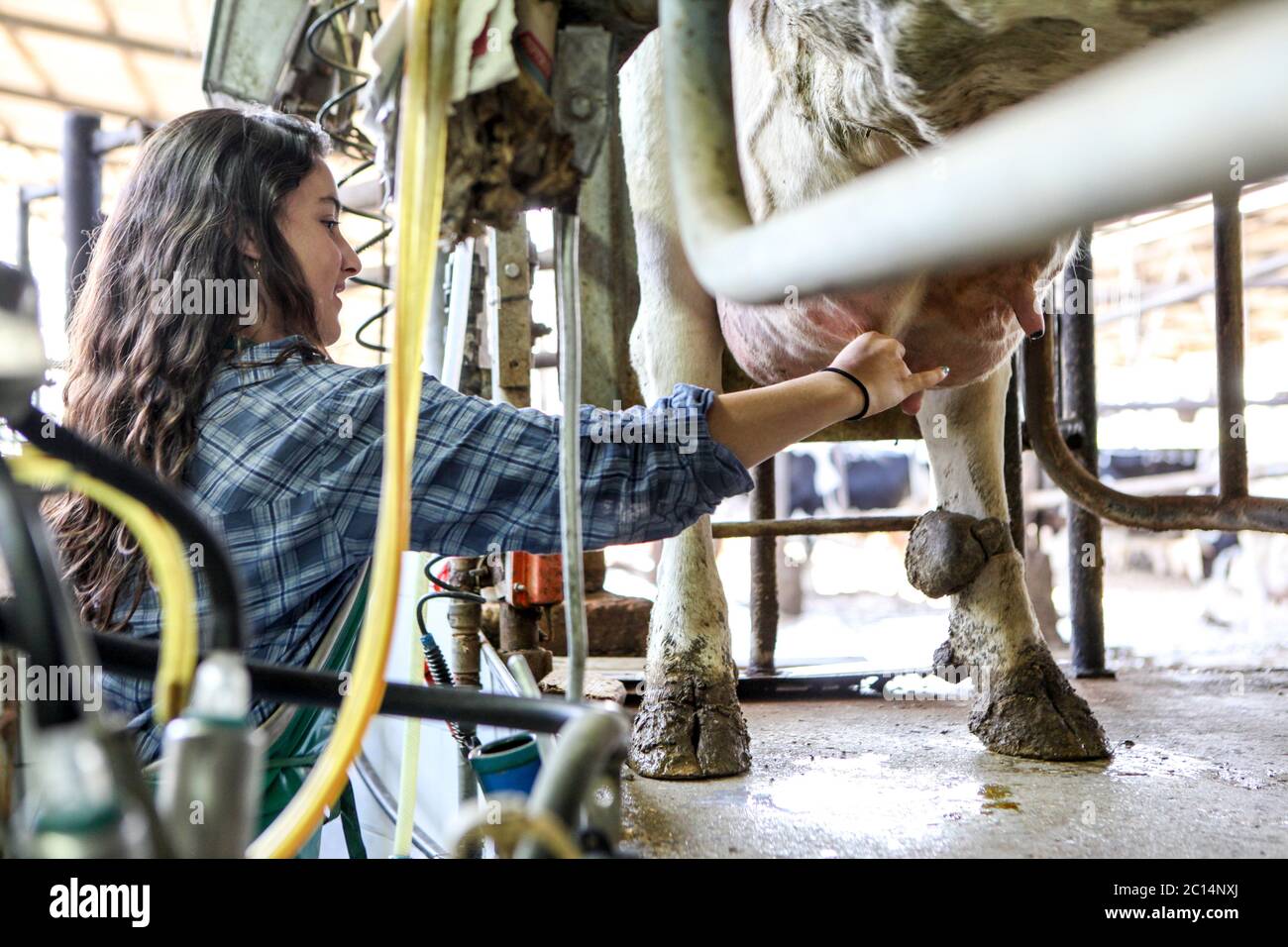 Une jeune fille laitère une vache dans une ferme laitière Banque D'Images