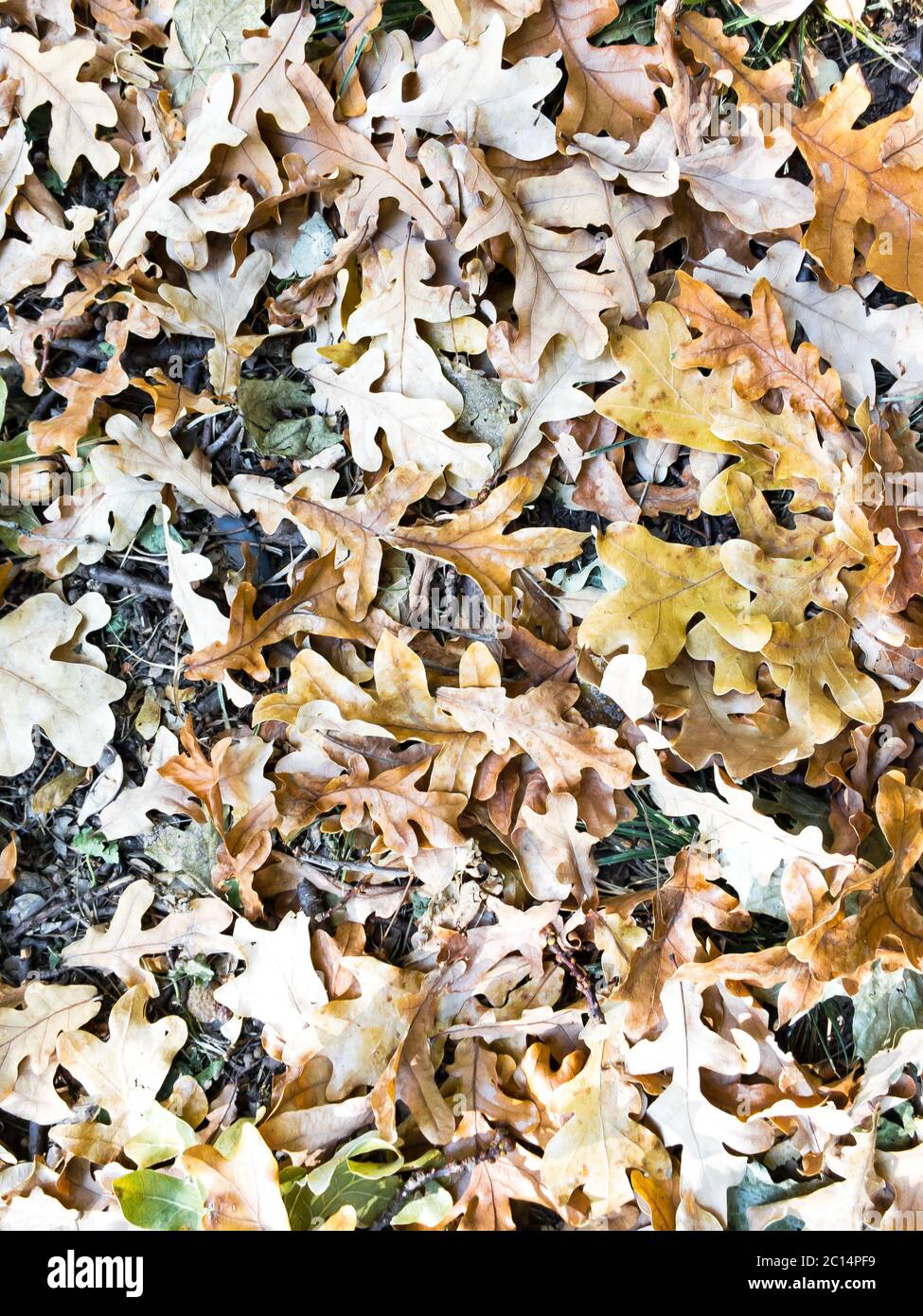 Directement au-dessus de la vue des feuilles de chêne brun sur la pelouse pour une utilisation en arrière-plan de près. Banque D'Images