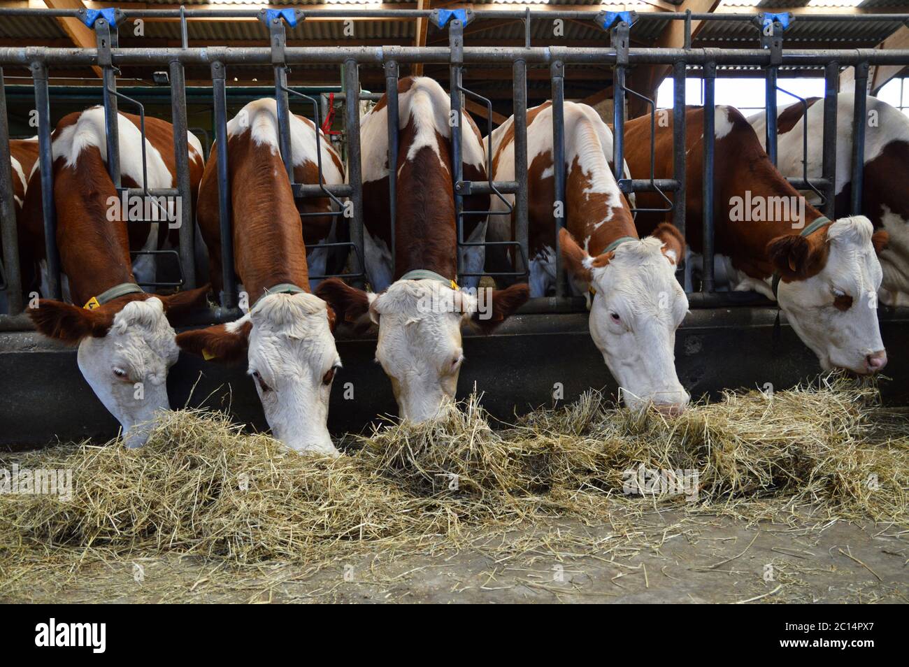 Vaches laitières dans des écuries, qui mangent du foin. Pour la production de produits laitiers. Banque D'Images