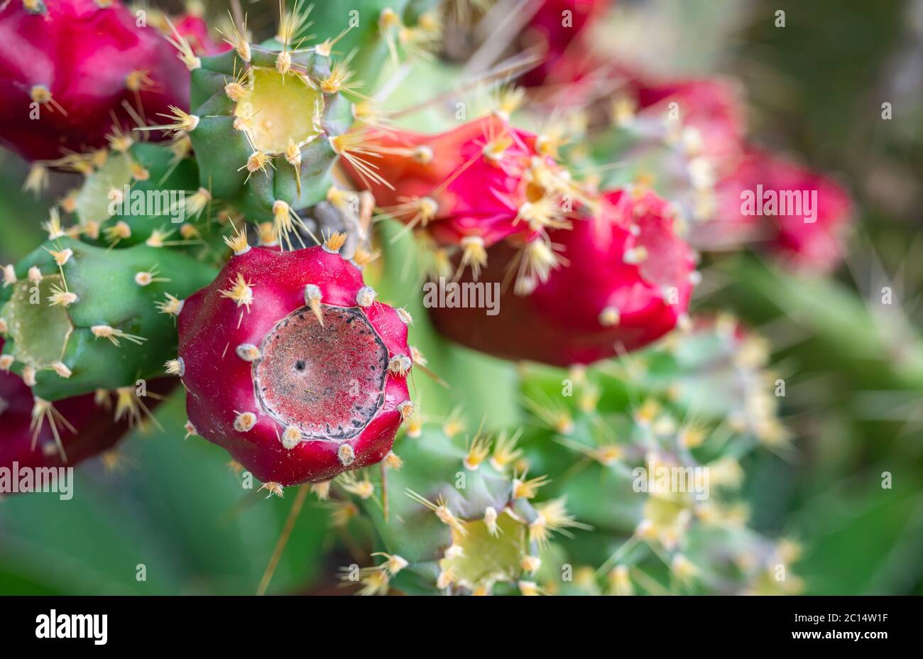 Cactus Opuntia ficus indica. Mise au point sélective Banque D'Images