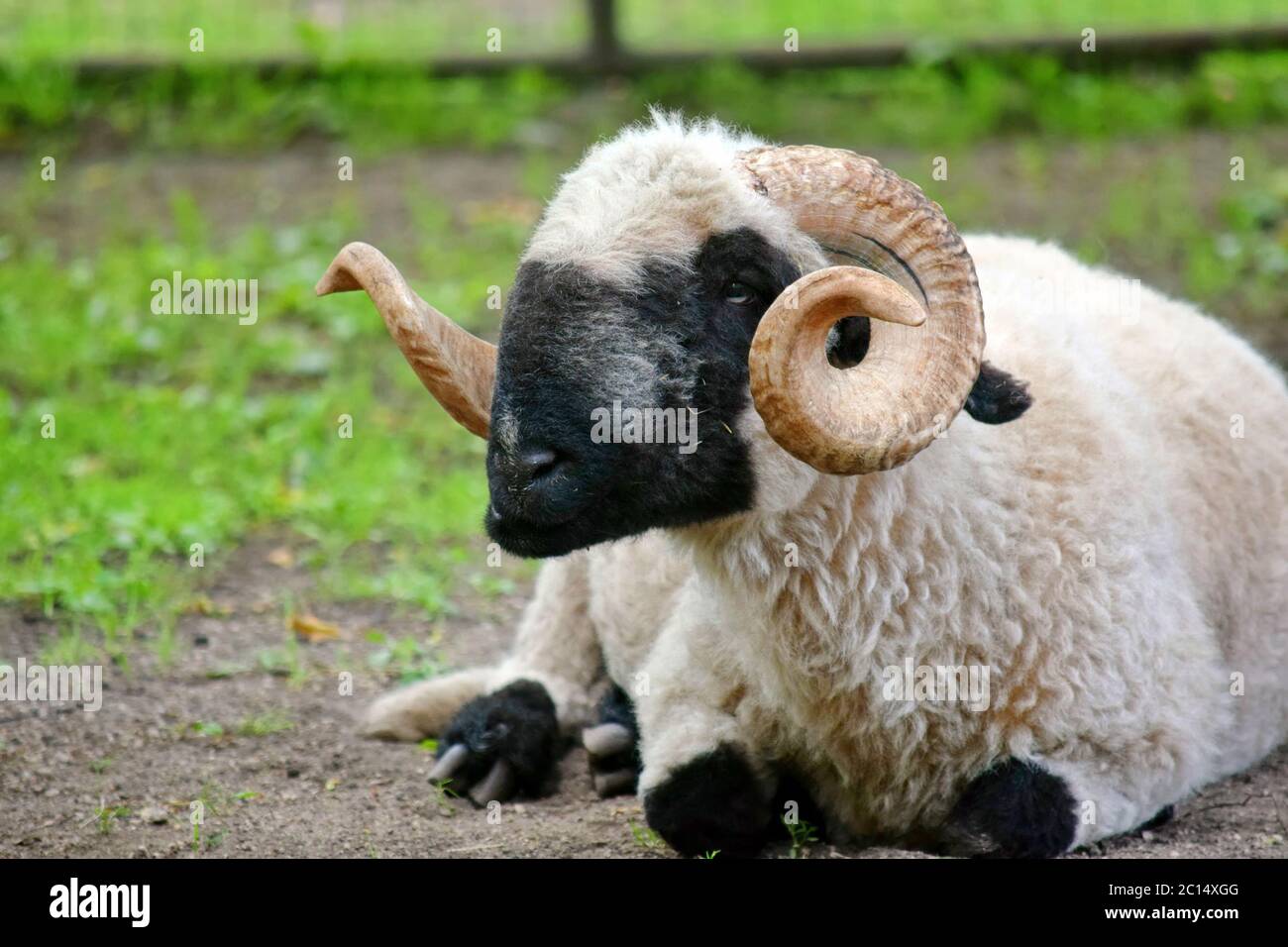 Ouessant Sheep Ovis Aries couché Banque D'Images