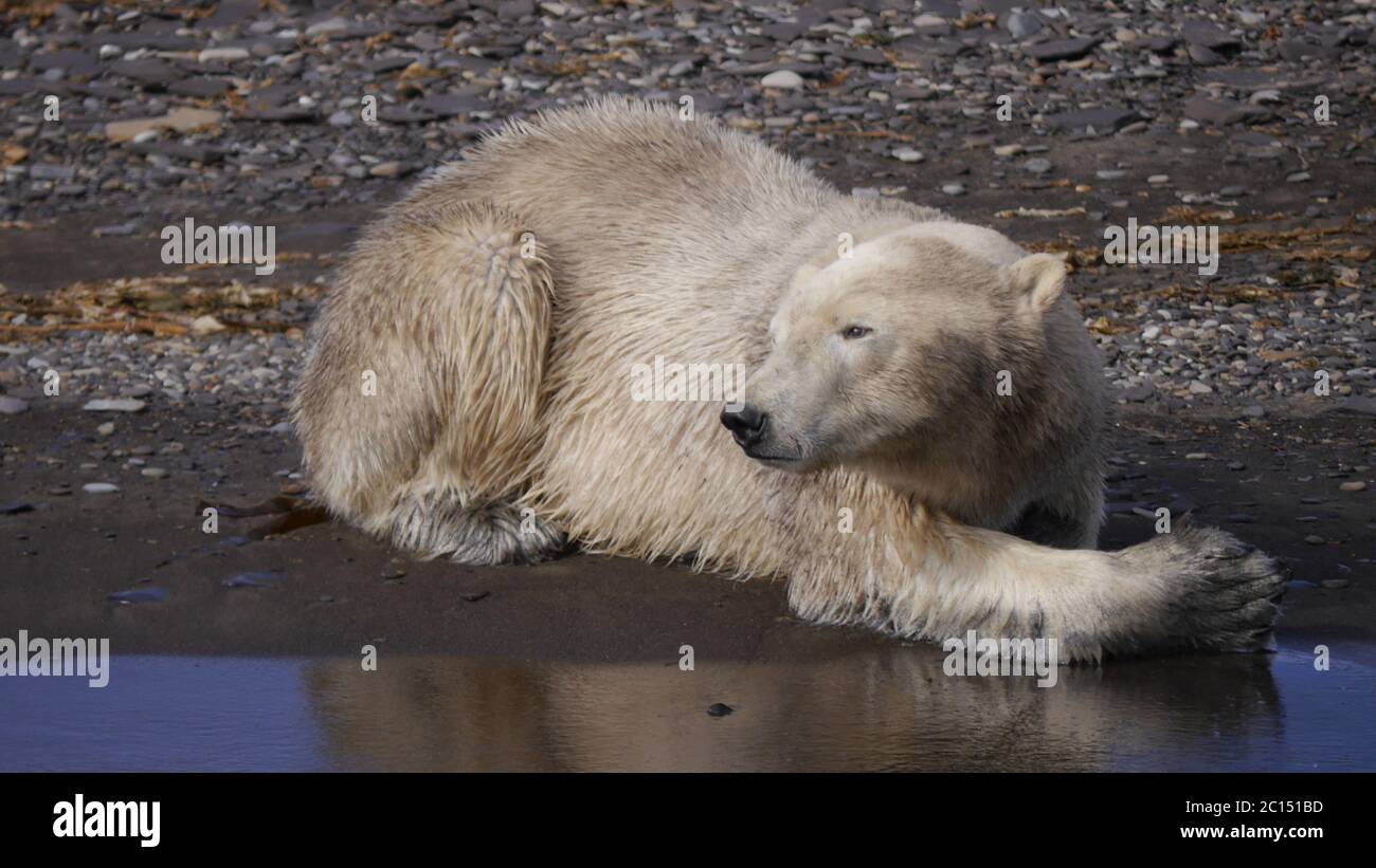 Ours polaire allongé sur la plage Photo Stock - Alamy