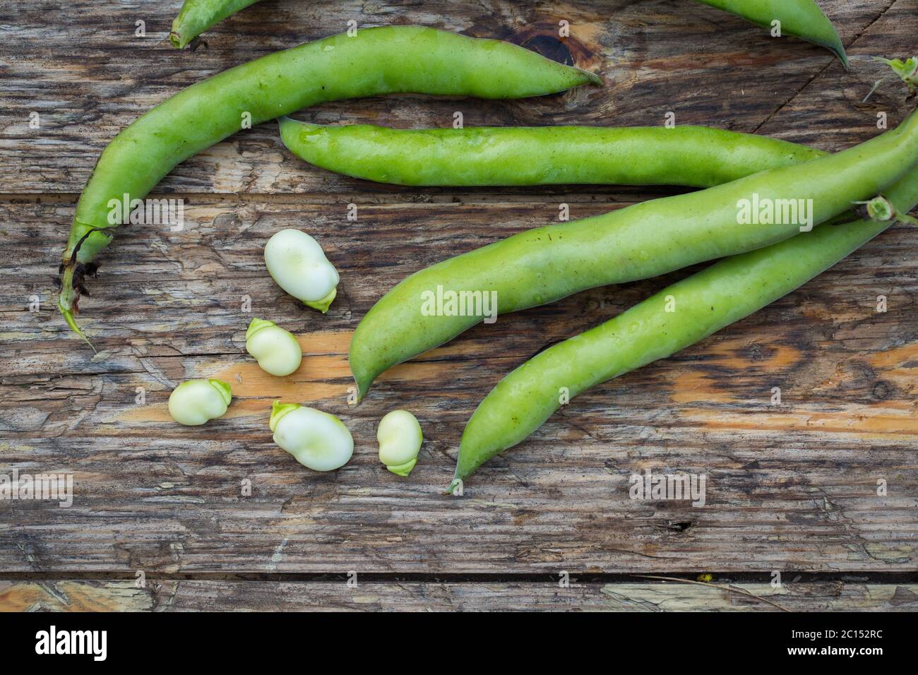Haricots de Fava Banque D'Images
