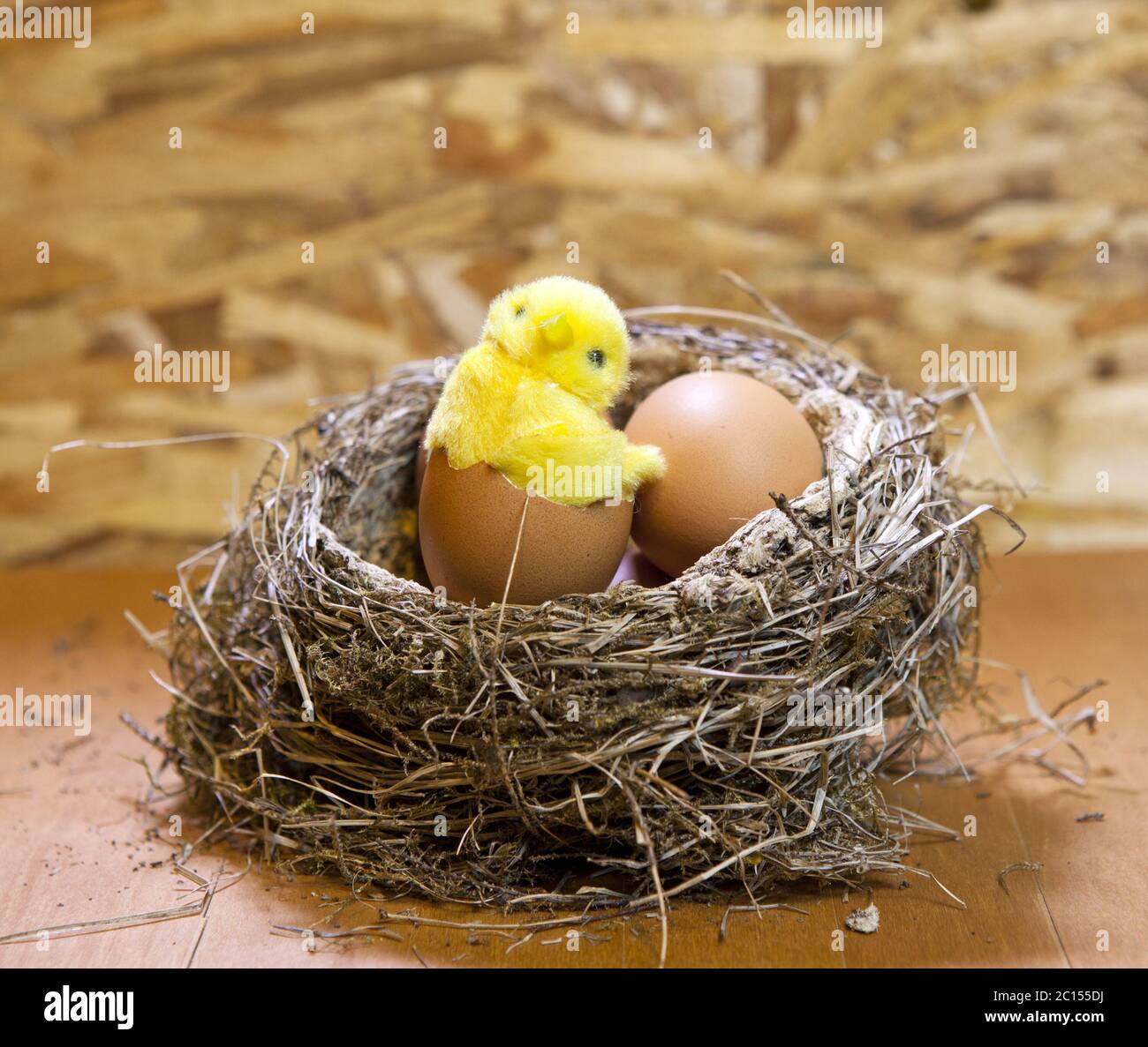 Poulet jouet dans une coquille d'œuf dans un nid avec des œufs Photo Stock  - Alamy