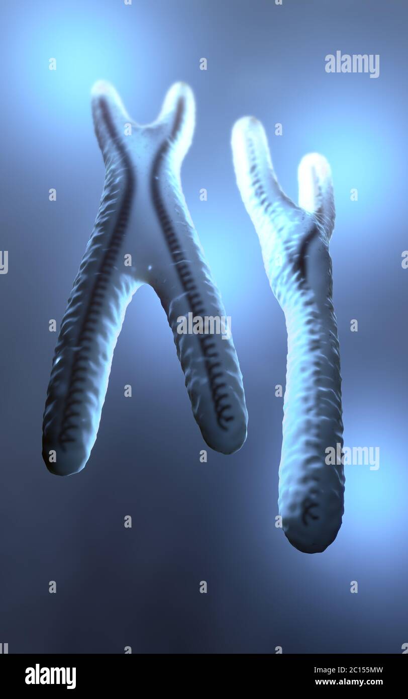 3D Illustration de la normale à la couleur bleu et transparent chromosomes X et Y. Banque D'Images