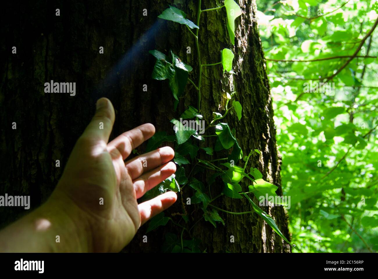 Sunbeam hittings main humaine tout en touchant la plante ivy sur le chêne Banque D'Images