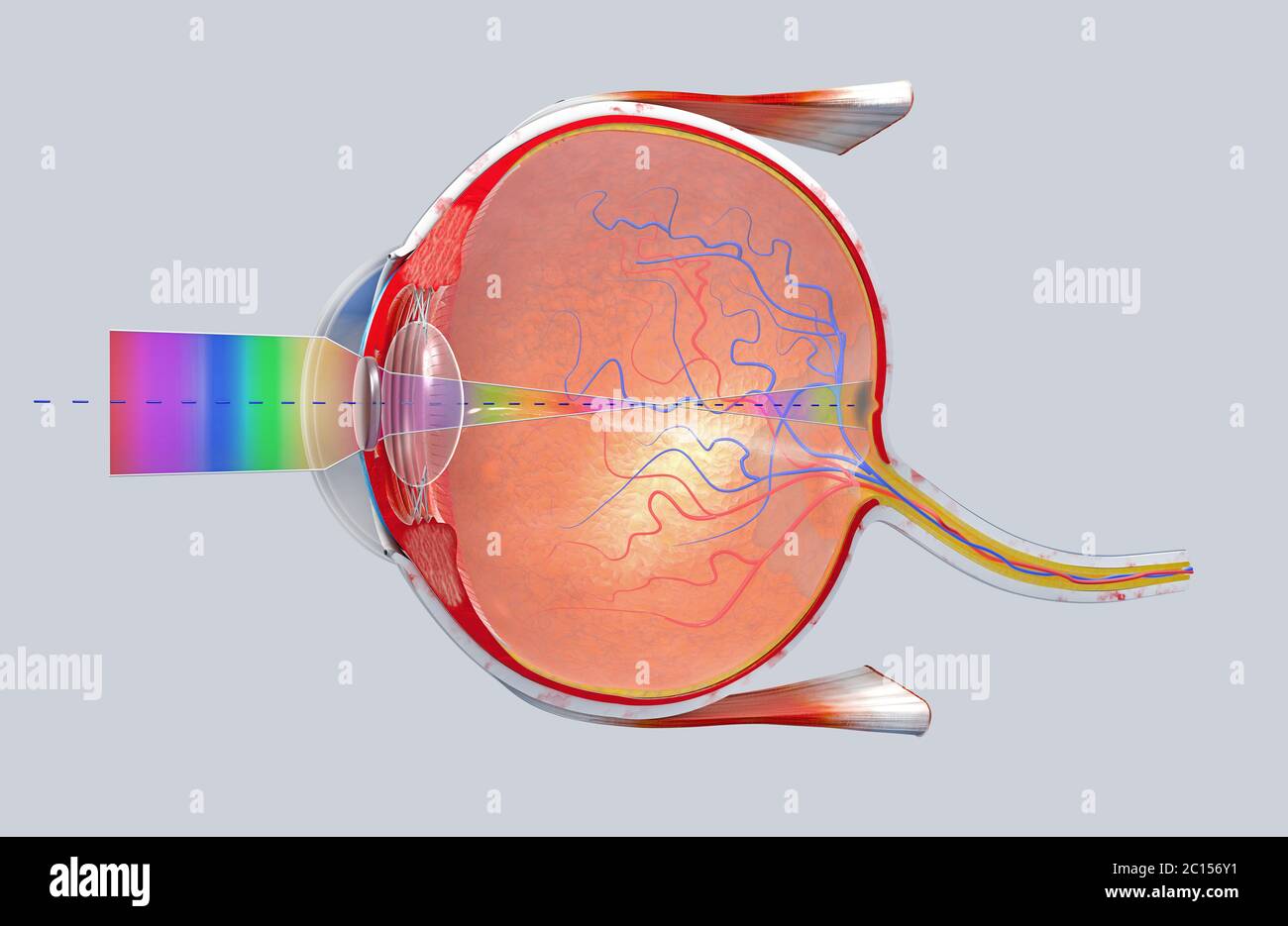 illustration 3d d'une coupe transversale de l'œil humain dans une vue — free download