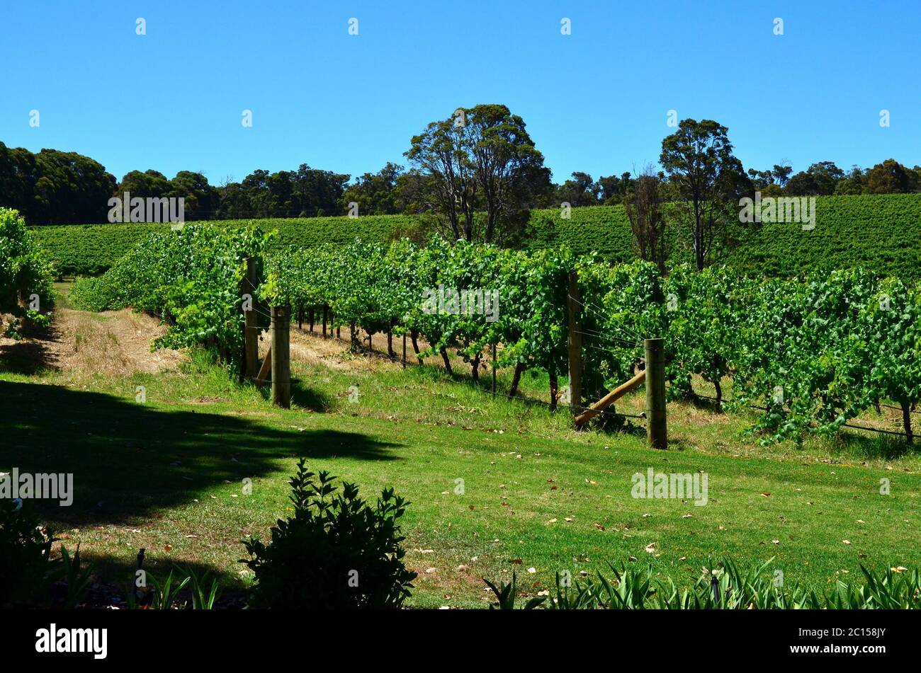 Vignobles australiens : viticulture et oenologie dans l'hémisphère Sud Banque D'Images