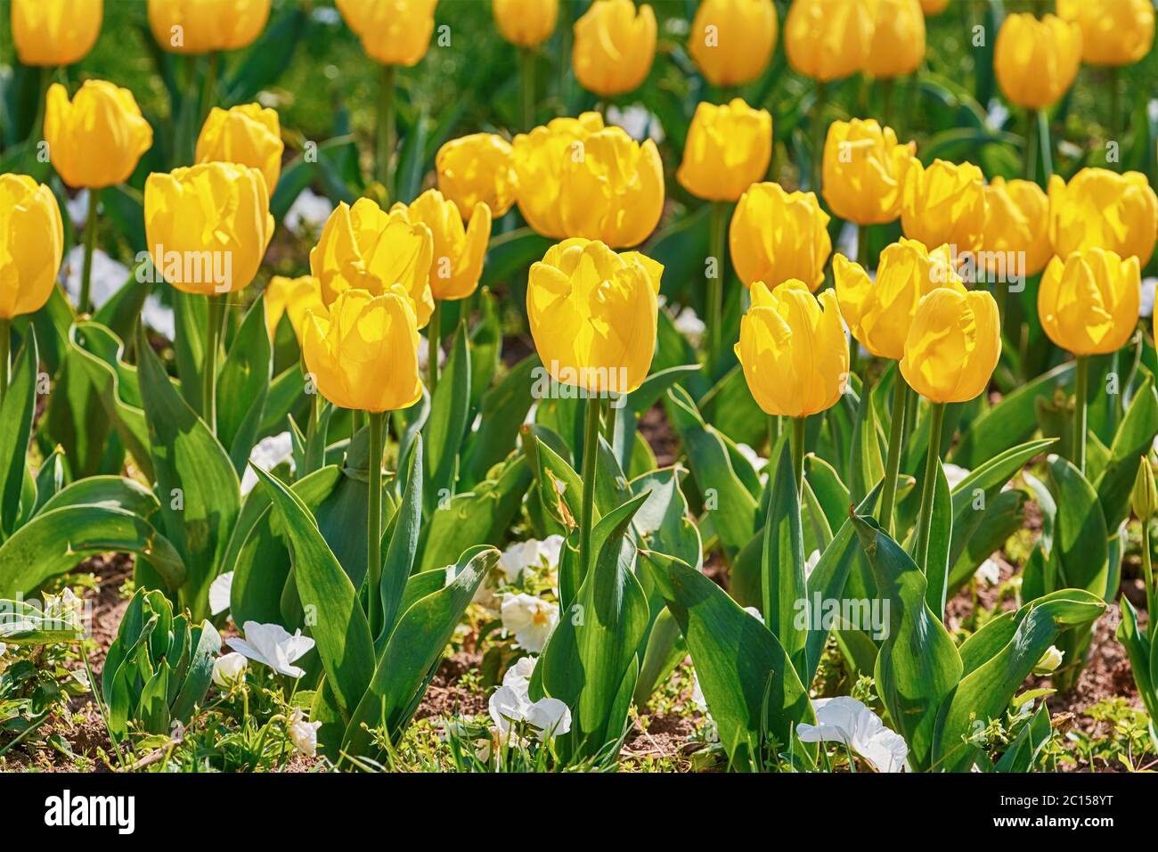 Lit de fleur de tulipes jaune Banque D'Images