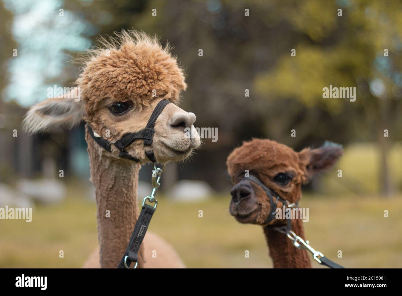 Adulte alpaga et bébé alpaga souriant Banque D'Images