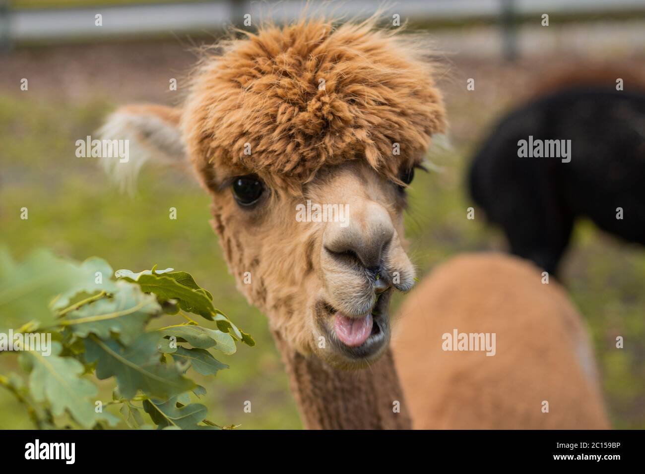 Alpaca drôle manger des feuilles de chêne Banque D'Images