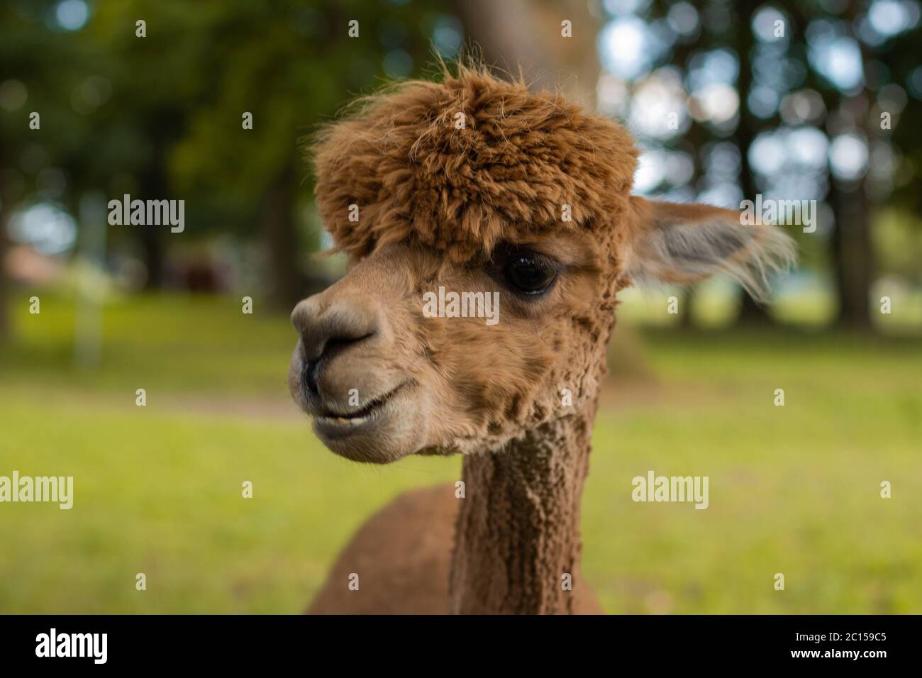 Alpaga De Compagnie Banque D Image Et Photos Alamy