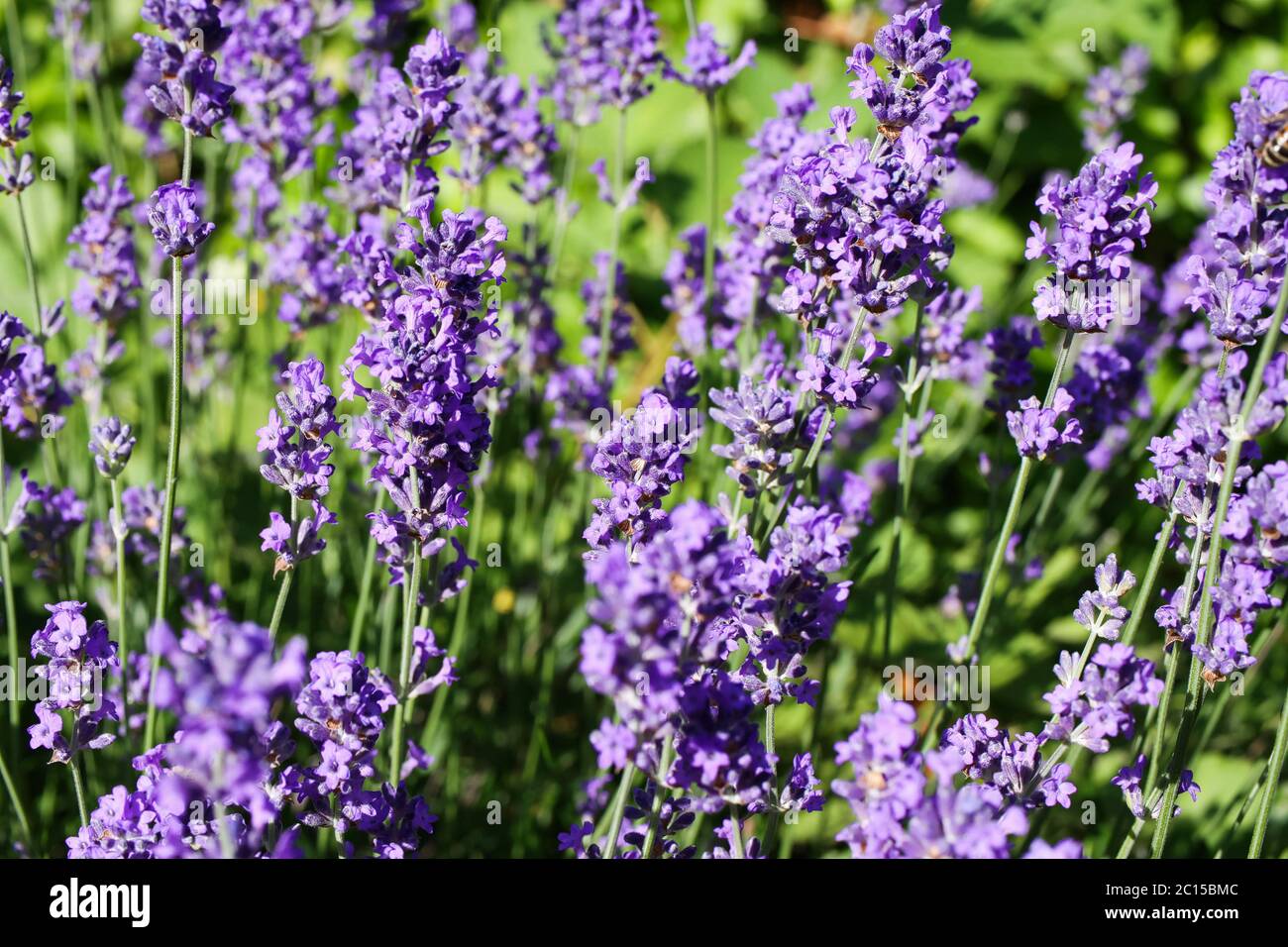 Gros plan sur le champ isolé de fleurs de lavande pourpres (Focus sur le centre) Banque D'Images